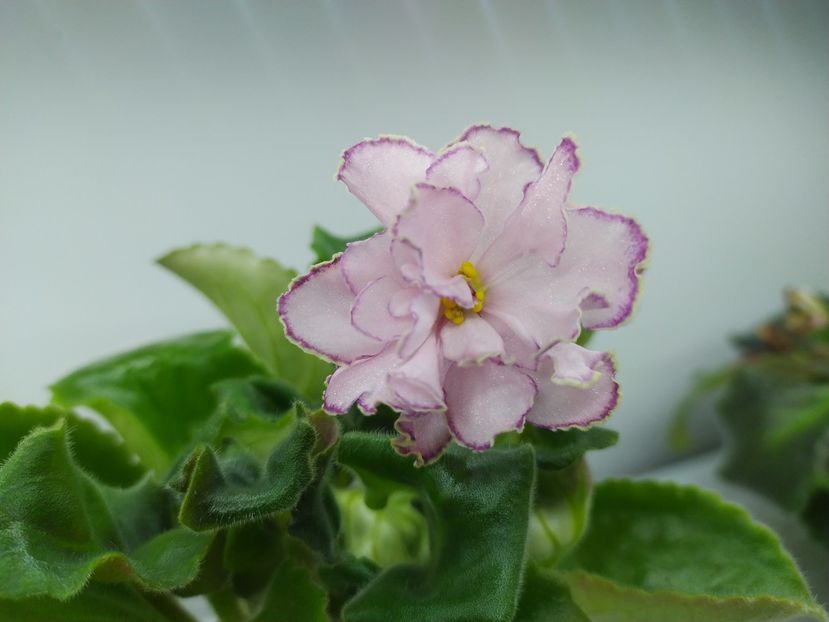 19 decembrie 2023 - SM Marlezonskij Balet