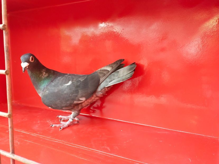 F - ANDALUZI HOMOZIGOTI