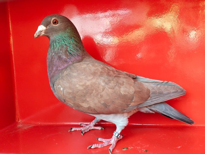 F - ANDALUZI HOMOZIGOTI