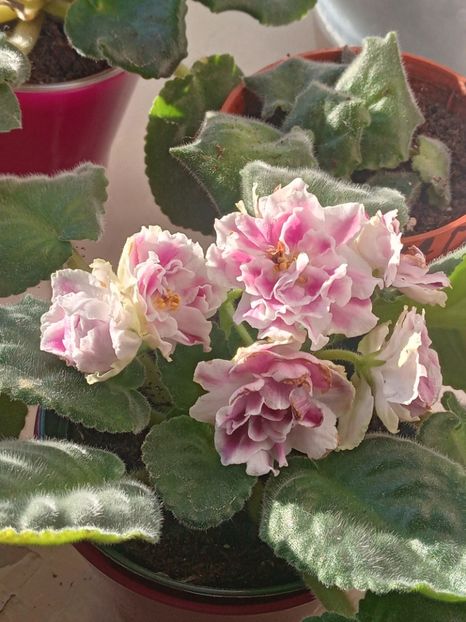  - Rs Geortginia sau Rs Duchess