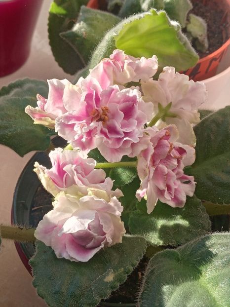  - Rs Geortginia sau Rs Duchess