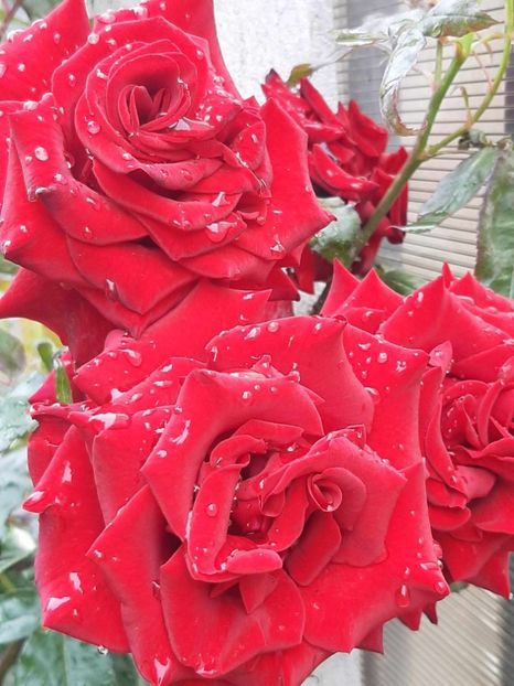 received_682577687042733 - Trandafiri