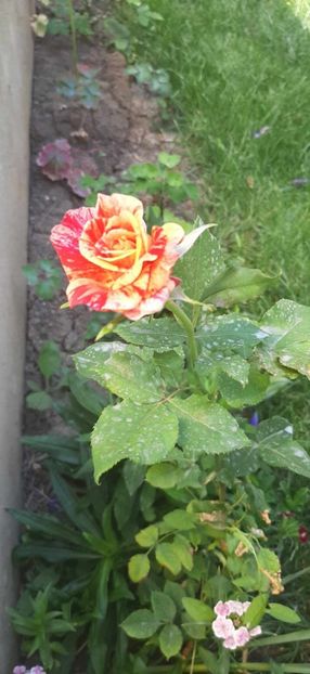 received_3672518602981571 - Trandafiri