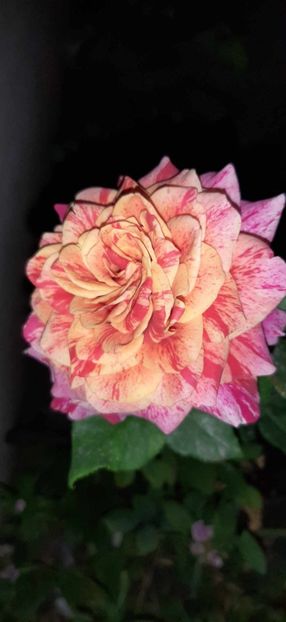 received_901303297800164 - Trandafiri