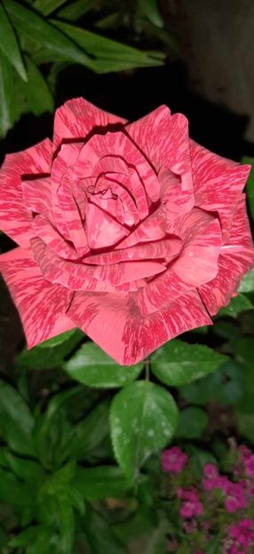 received_691729762747000 - Trandafiri