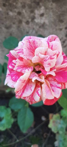 received_265326516549891 - Trandafiri