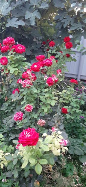 received_1670748226780964 - Trandafiri