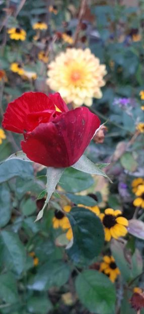 received_1147956306613259 - Trandafiri