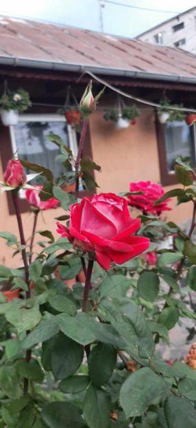 received_1879610002496330 - Trandafiri