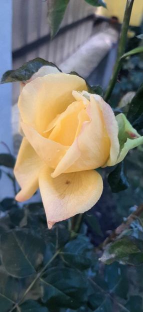 received_1077116799979637 - Trandafiri