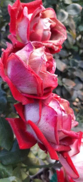 received_1419030332349149 - Trandafiri