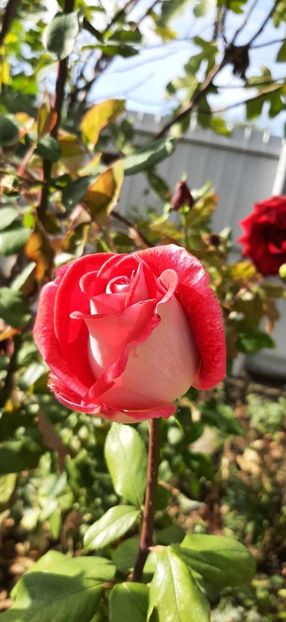 received_1393618454633054 - Trandafiri