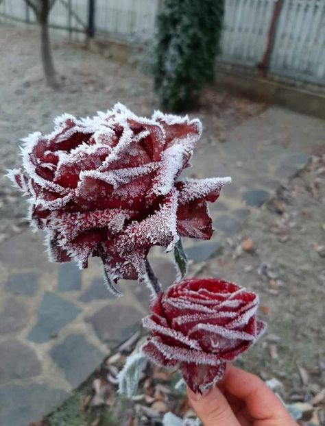 received_732392988814547 - Trandafiri