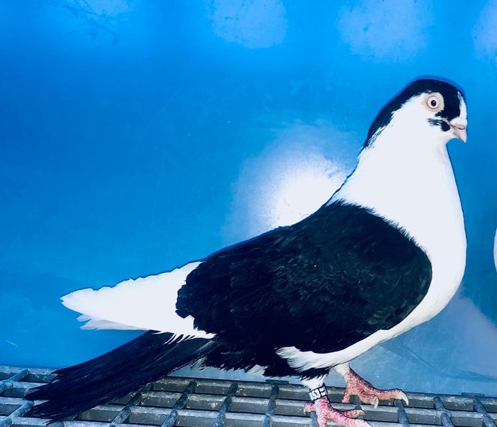 4853  Mascul  2022 - Jucători de Galați