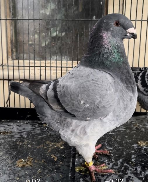 P2 1-0 2023 - Perechi 2024