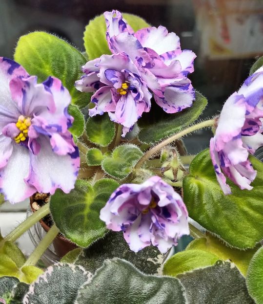  - MK - Veter Peremen chimera