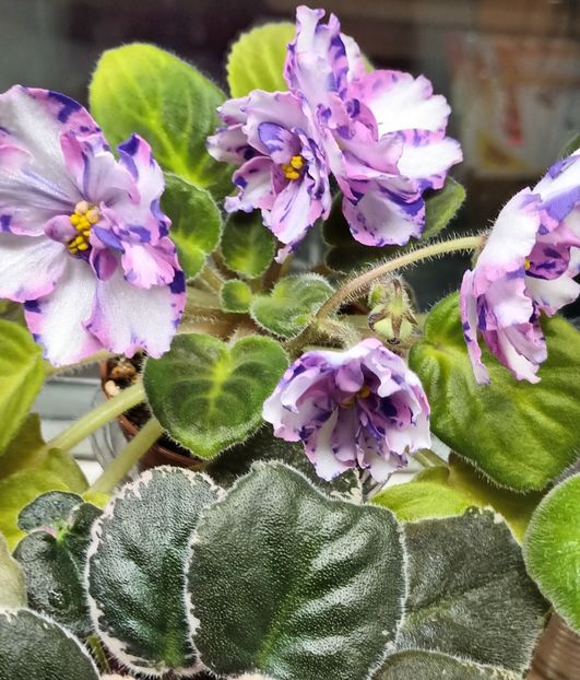  - MK - Veter Peremen chimera