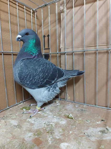 F 2023H D.Varga - Achiziții 2024