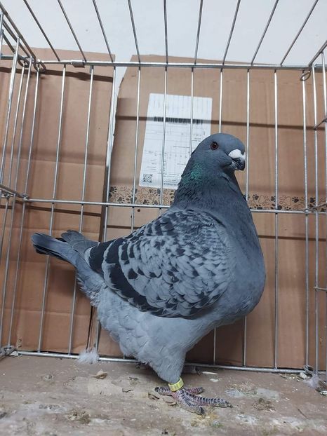 F 2023 H Czank.I - Achiziții 2024