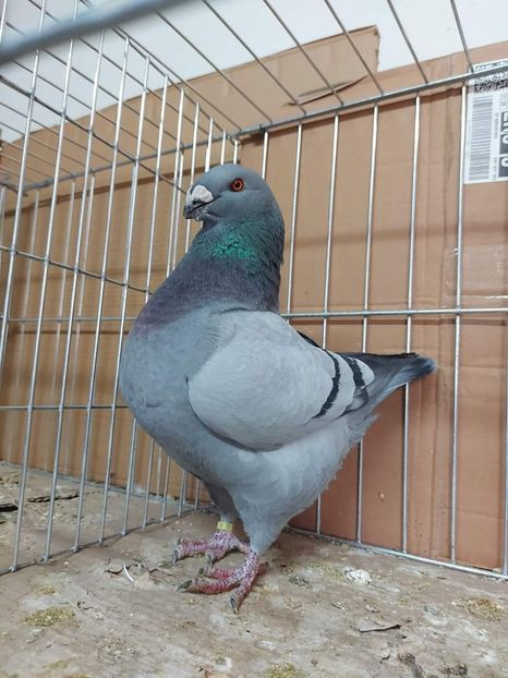 M 2023 H J.Muller - Achiziții 2024