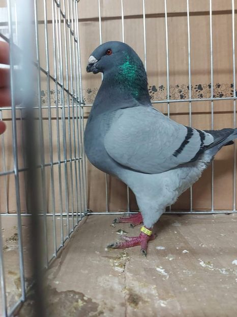 M 2023 - Tineret matca 2024