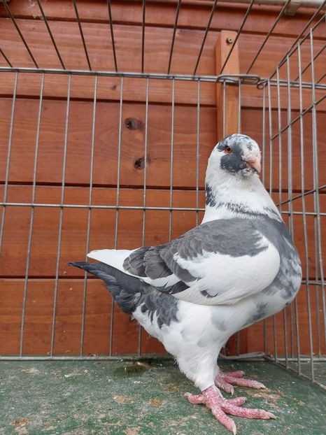 M 2023 - Tineret matca 2024