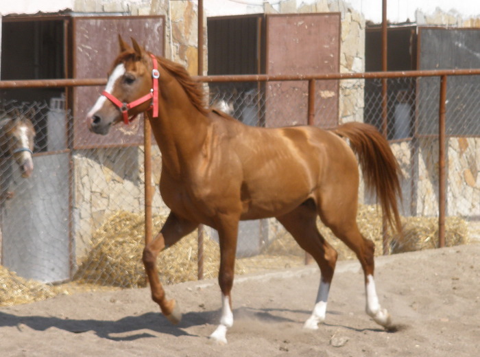 Picture 1762 - My horses - Arabian