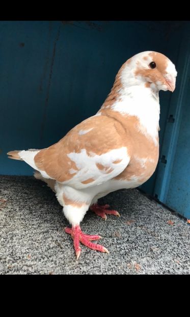 F2021 vandut - Porumbei vanduti 2017-2025