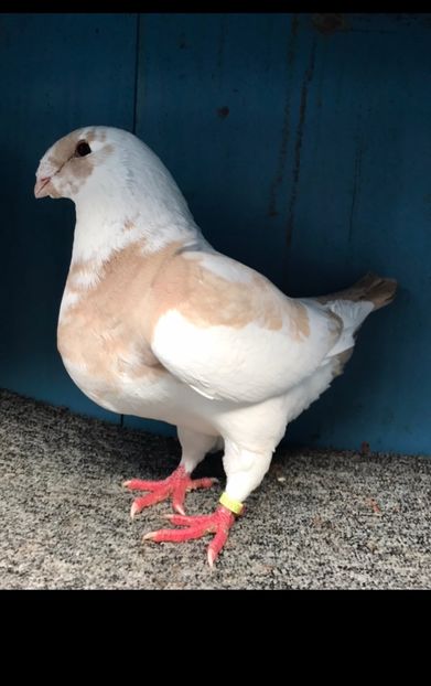 F2023 vanduta - Porumbei vanduti 2017-2025