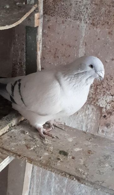 Fem 2021 - VOIAJOR ROMANESC DE FRUMUSETE FEMELE