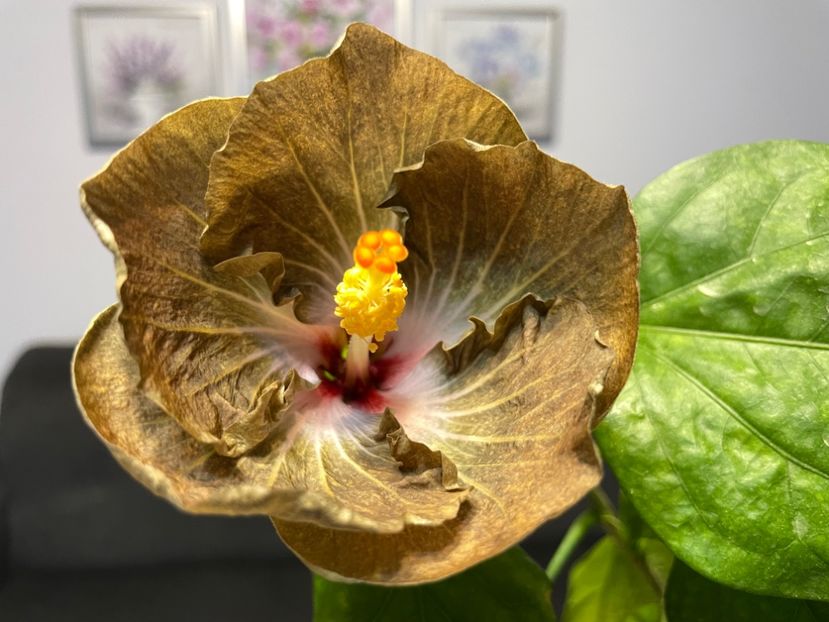  - 001 - Hibiscusi 2023