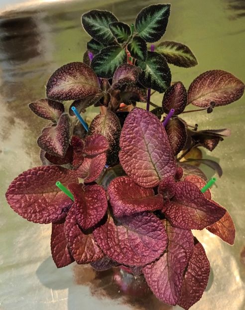  - Episcia - a opta minune a lumii