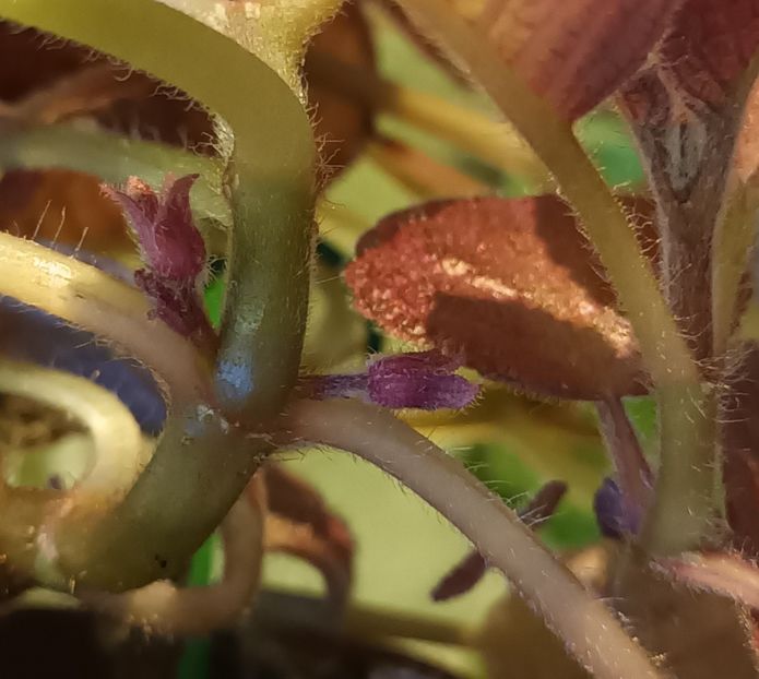 Cu boboooo!! ❤️❤️❤️ - Strawberry Mist