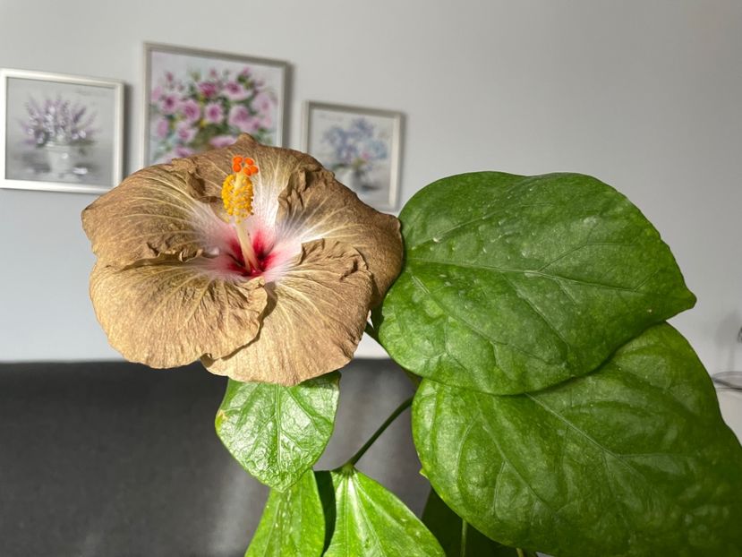  - 001 - Hibiscusi 2023