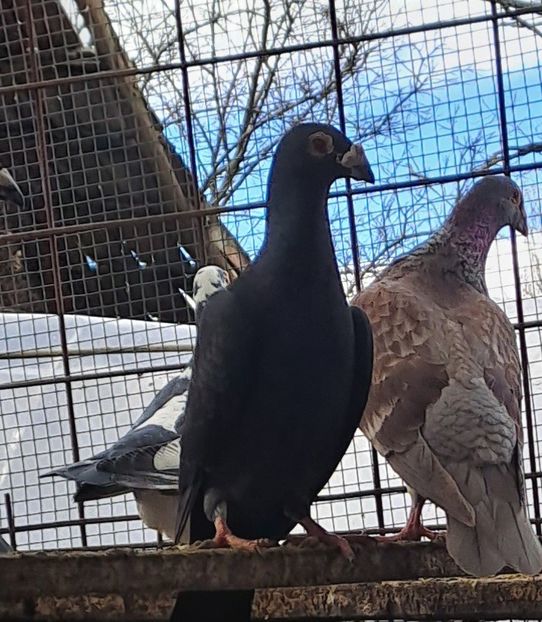  - VOIAJORI STIL VECHI SI  VOIAJORI DE FRUMUSETE