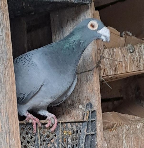  - VOIAJORI STIL VECHI SI  VOIAJORI DE FRUMUSETE