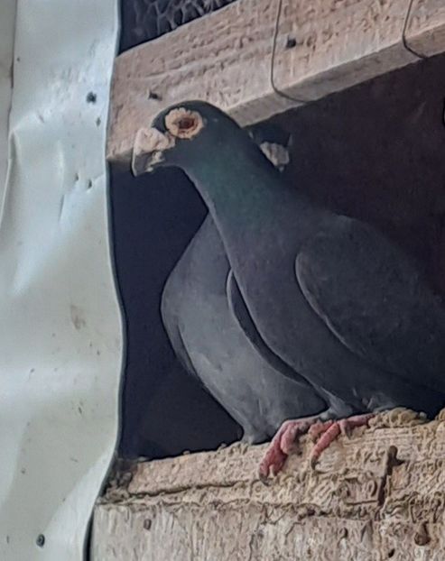  - VOIAJORI STIL VECHI SI  VOIAJORI DE FRUMUSETE