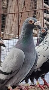  - VOIAJORI STIL VECHI SI  VOIAJORI DE FRUMUSETE