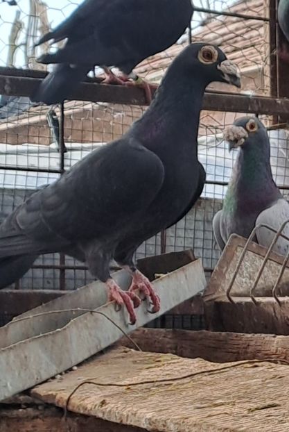  - VOIAJORI STIL VECHI SI  VOIAJORI DE FRUMUSETE