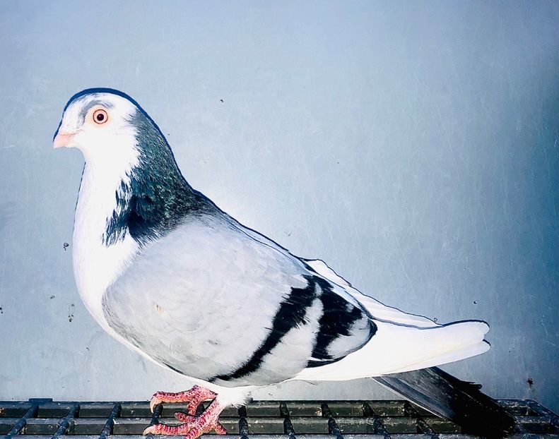 12409  Mascul  2021 - Plecați ALBUM 4