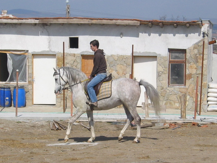 Picture 556 - My horses - Arabian