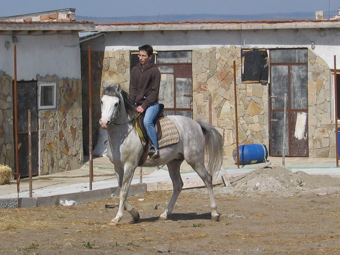Picture 557 - My horses - Arabian