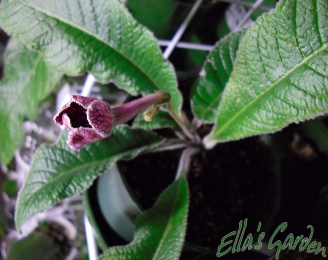  - Streptocarpus Red Alert