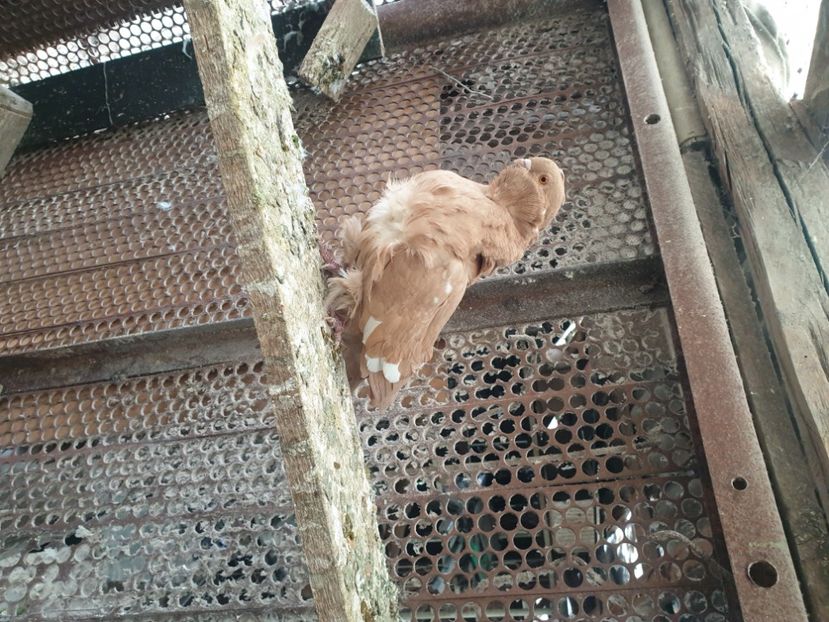  - DE VANZARE PORUMBEII ORNAMENT 2023