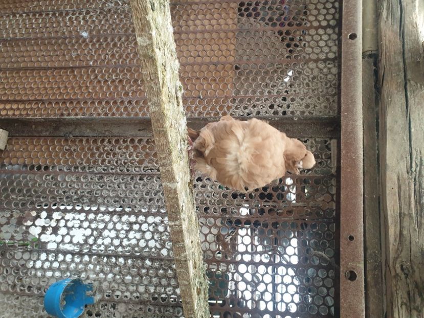  - DE VANZARE PORUMBEII ORNAMENT 2023