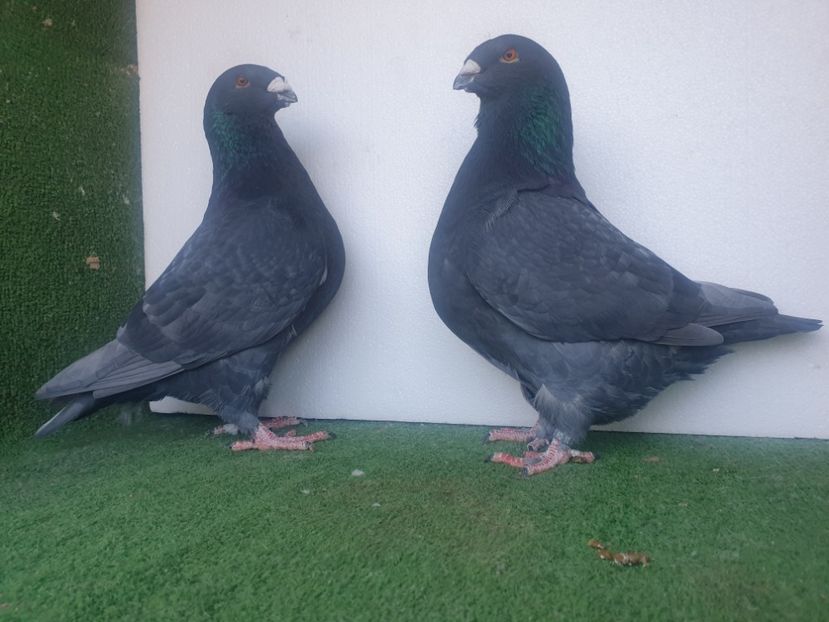  - DE VANZARE PORUMBEII ORNAMENT 2023