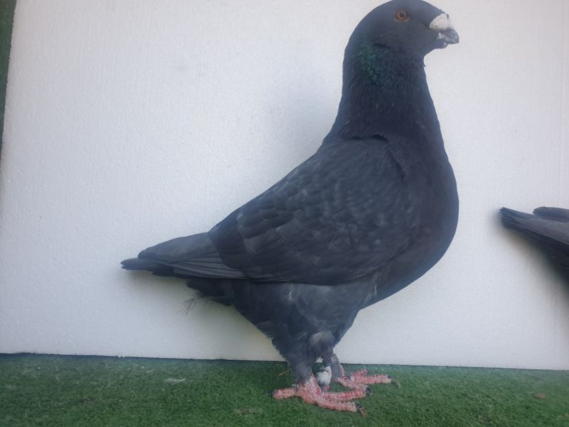  - DE VANZARE PORUMBEII ORNAMENT 2023