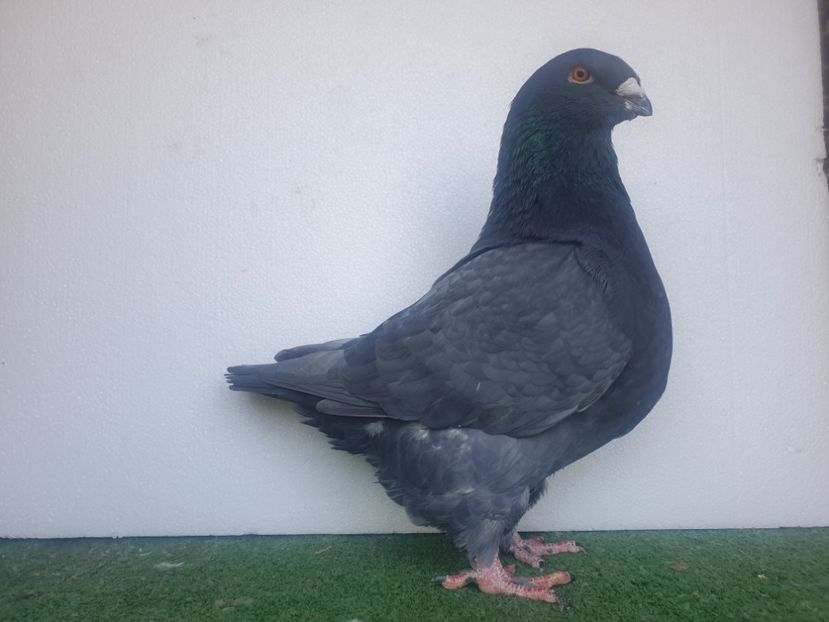  - DE VANZARE PORUMBEII ORNAMENT 2023