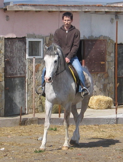 Picture 558 - My horses - Arabian