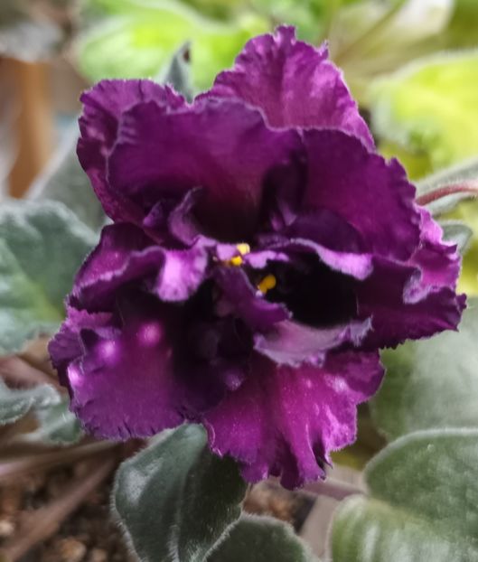 AE Milky Way - PORTRETE